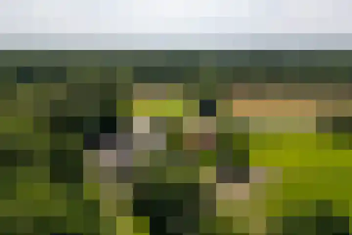Zutphenseweg 118 Lochem thumbnail 64