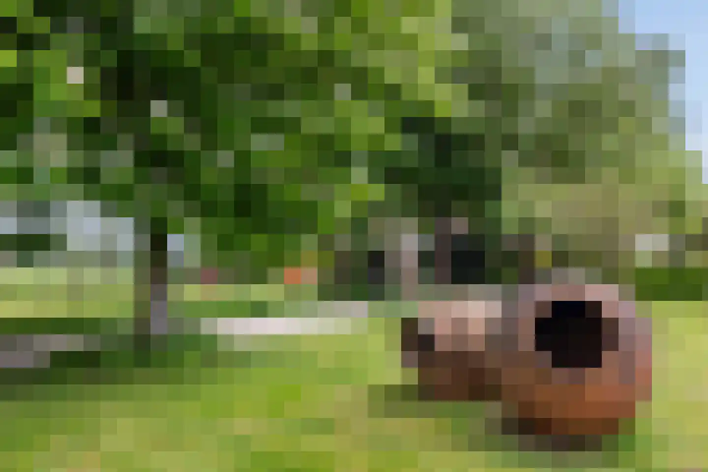 Zutphenseweg 26 Klarenbeek thumbnail 45
