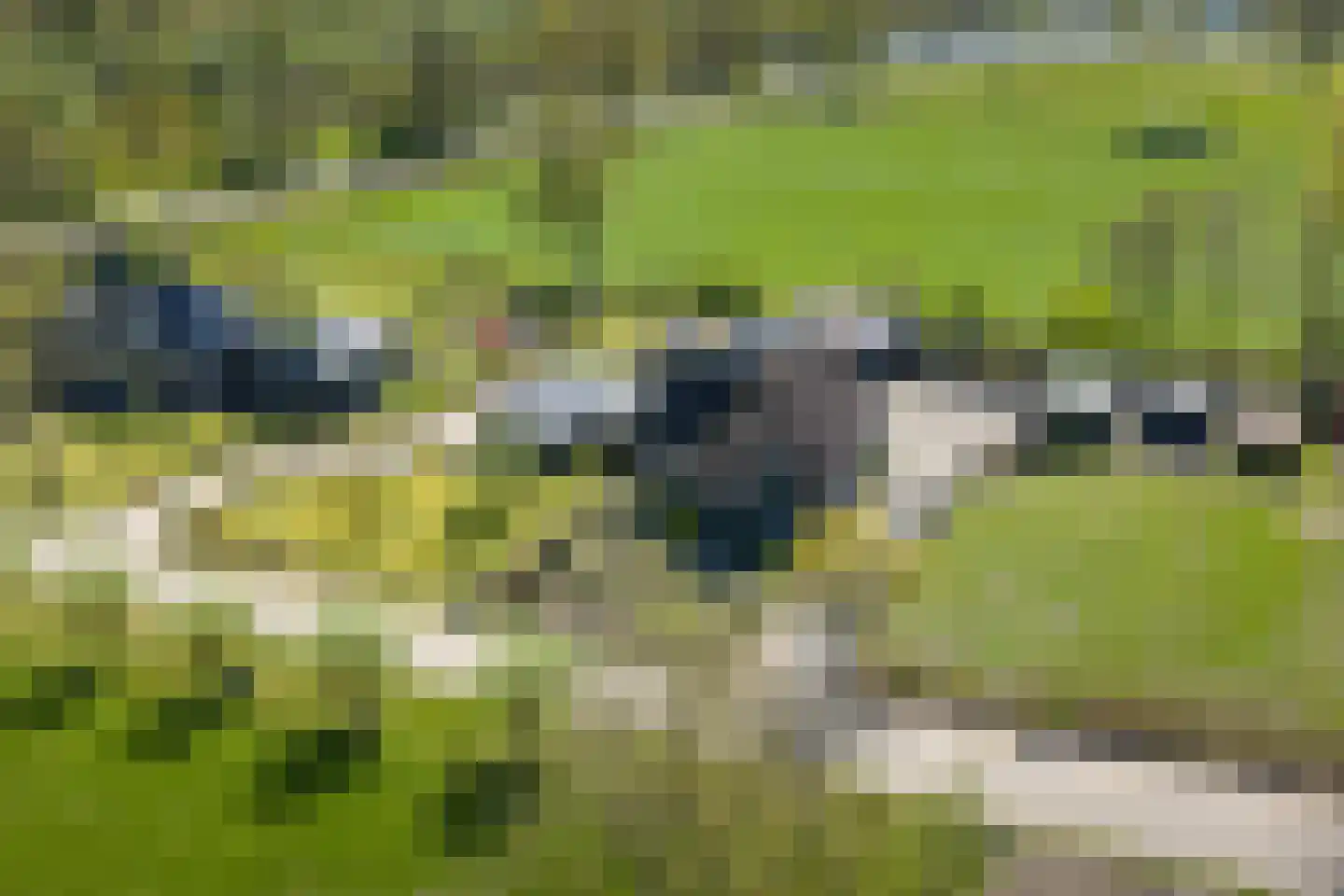 Zuukerend 5 Epe thumbnail 40