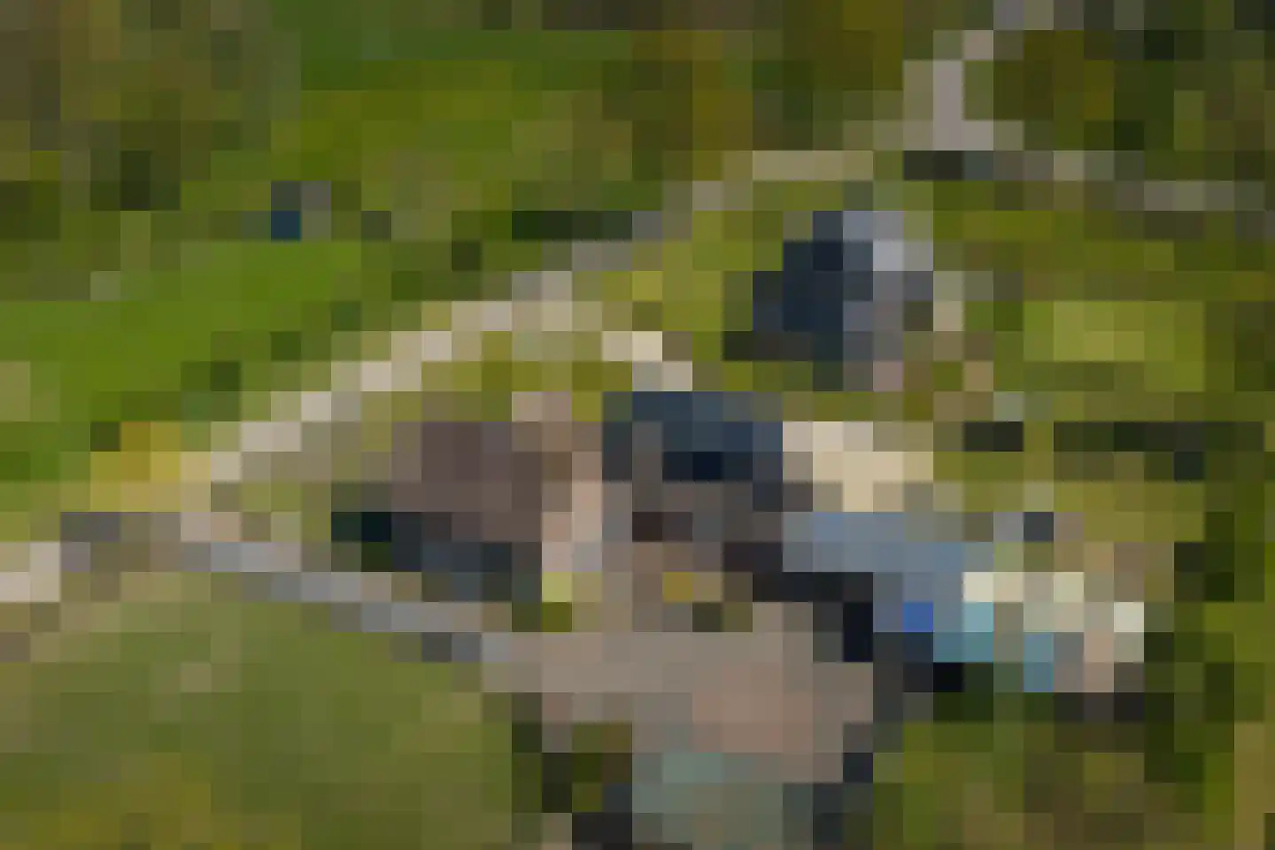 Zuukerend 5 Epe thumbnail 41