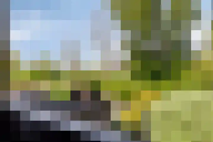 Zuurbes 21 Rotterdam thumbnail 25