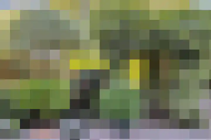 Zuurbes 21 Rotterdam thumbnail 31