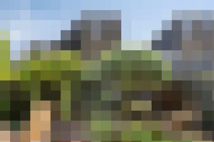 Zuurbes 21 Rotterdam thumbnail 35