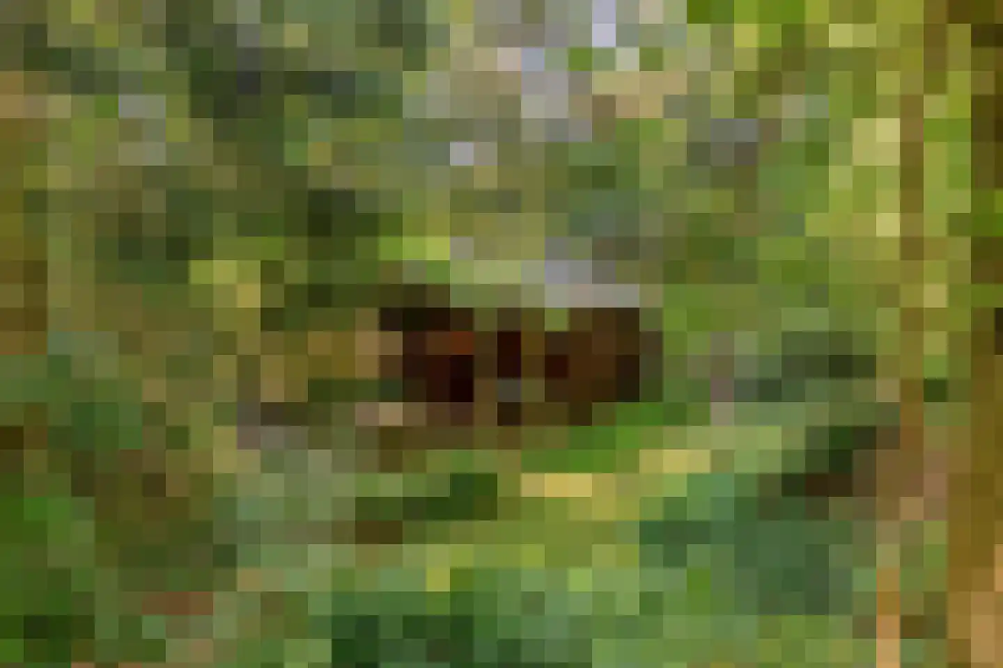 Zuursche Duinen 16 Steenbergen thumbnail 29