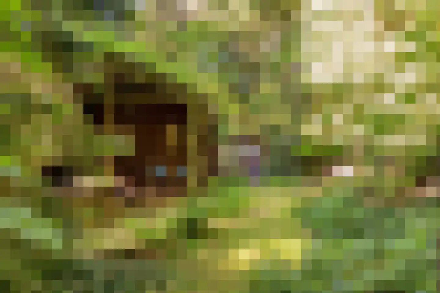Zuursche Duinen 16 Steenbergen thumbnail 33