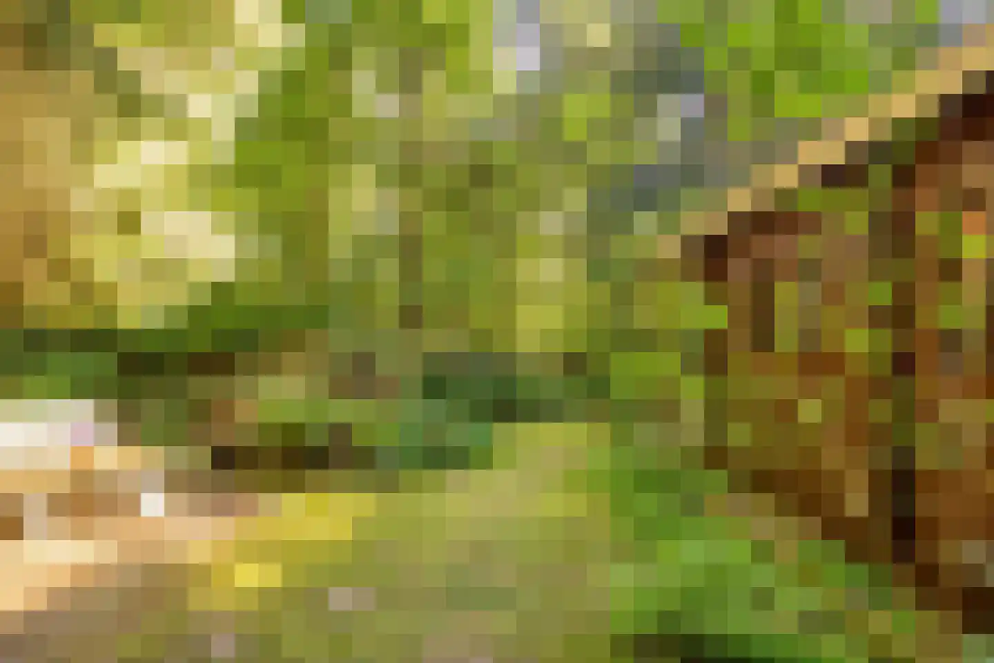 Zuursche Duinen 16 Steenbergen thumbnail 38