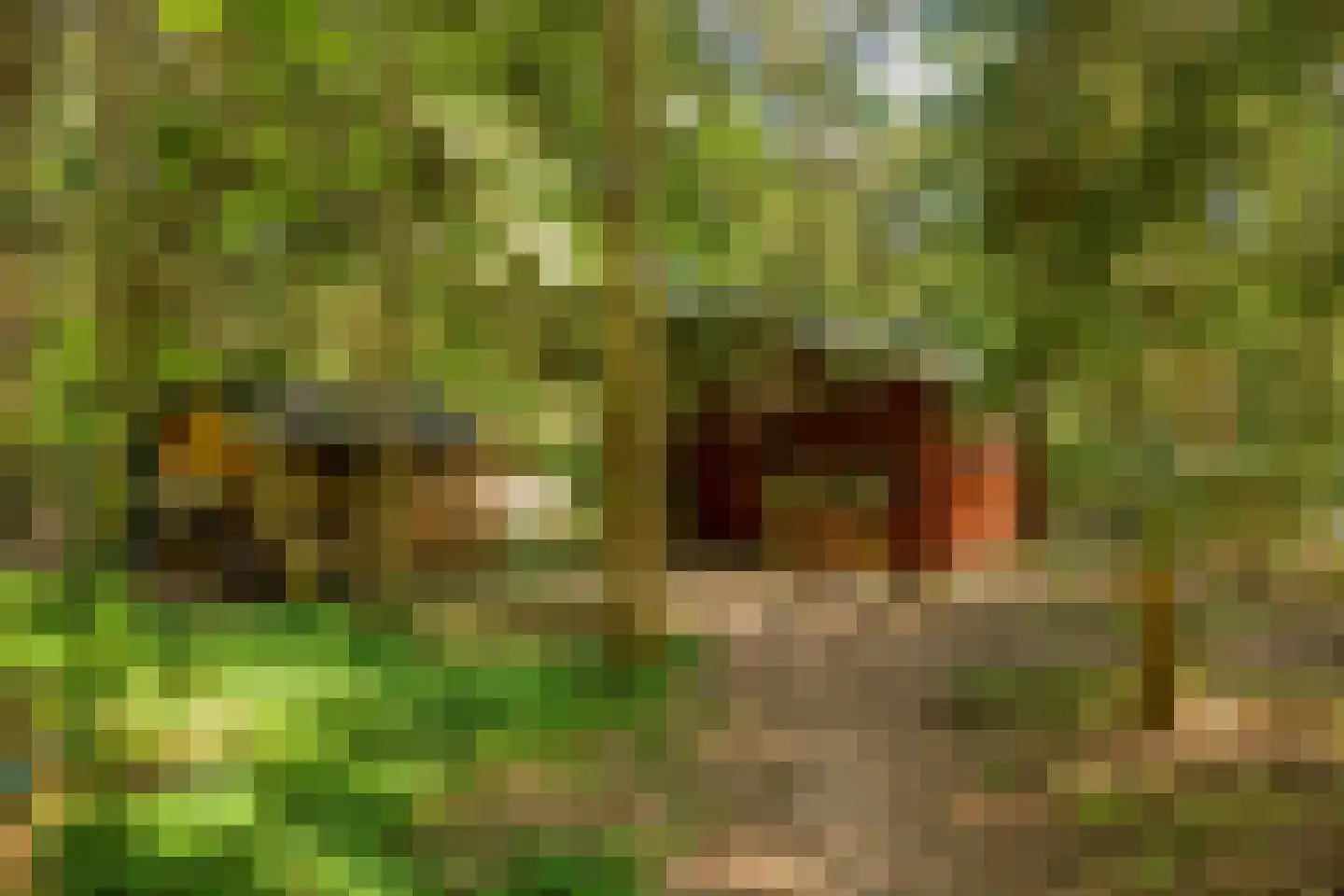 Zuursche Duinen 16 Steenbergen thumbnail 42