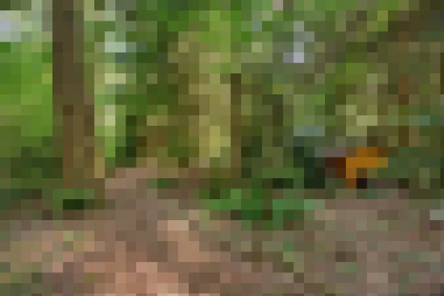 Zuursche Duinen 16 Steenbergen thumbnail 43