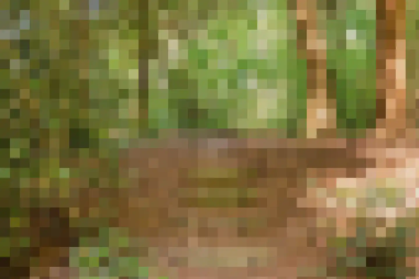 Zuursche Duinen 16 Steenbergen thumbnail 46