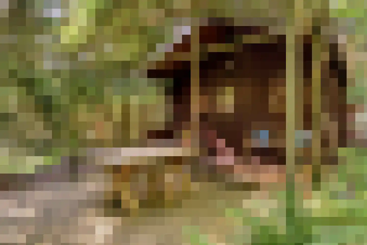 Zuursche Duinen 16 Steenbergen thumbnail 8