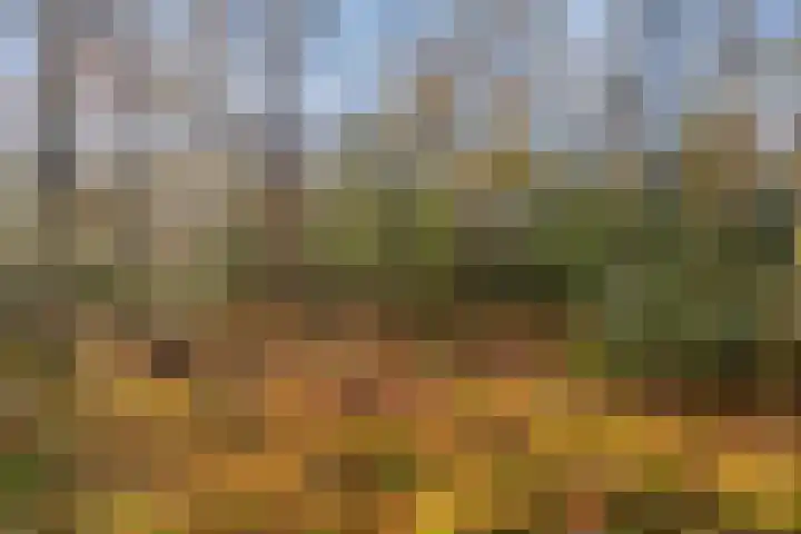 Zuursche Duinen 5 Steenbergen thumbnail 48