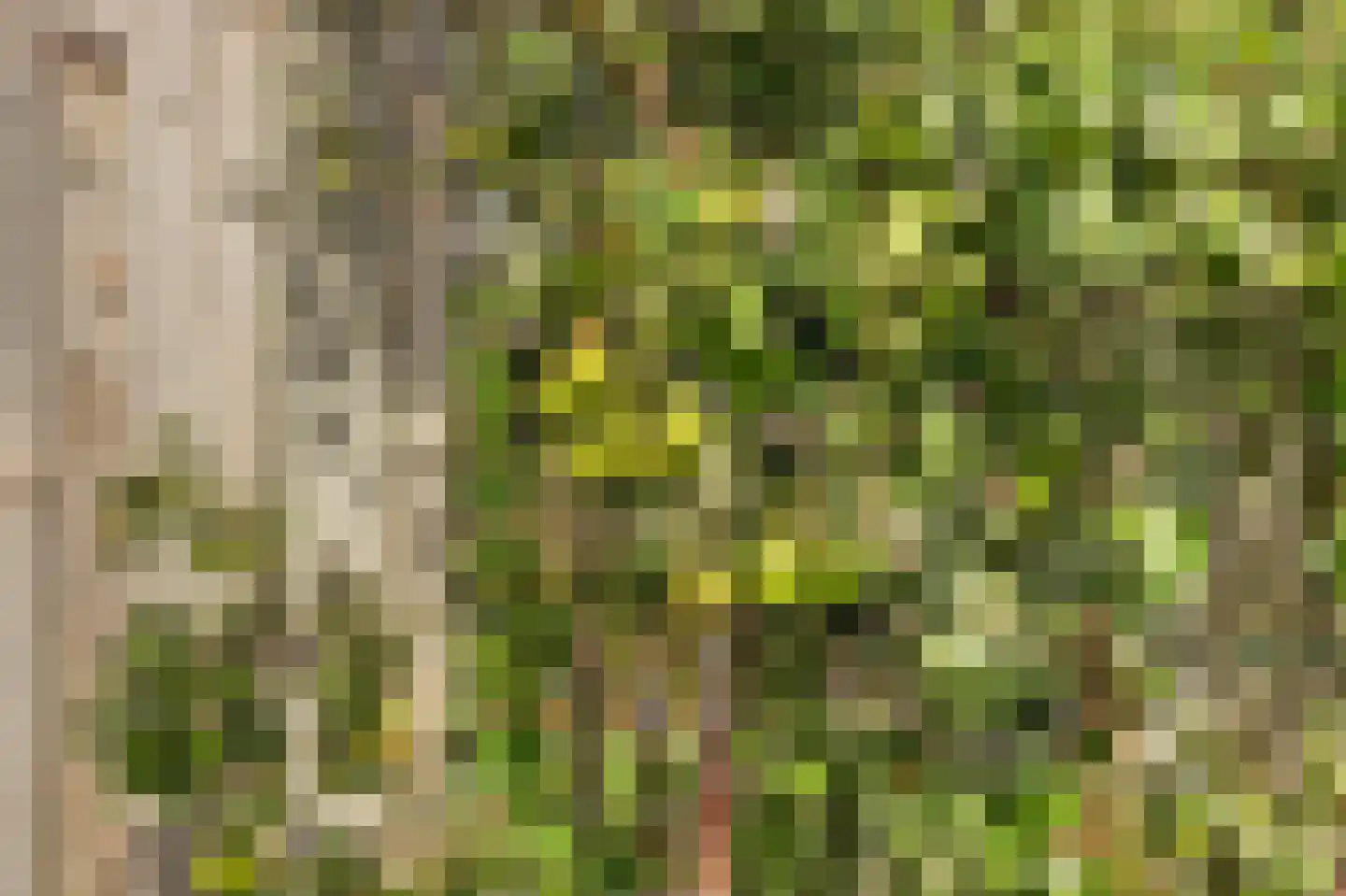 Zuwe 14 Bodegraven thumbnail 29