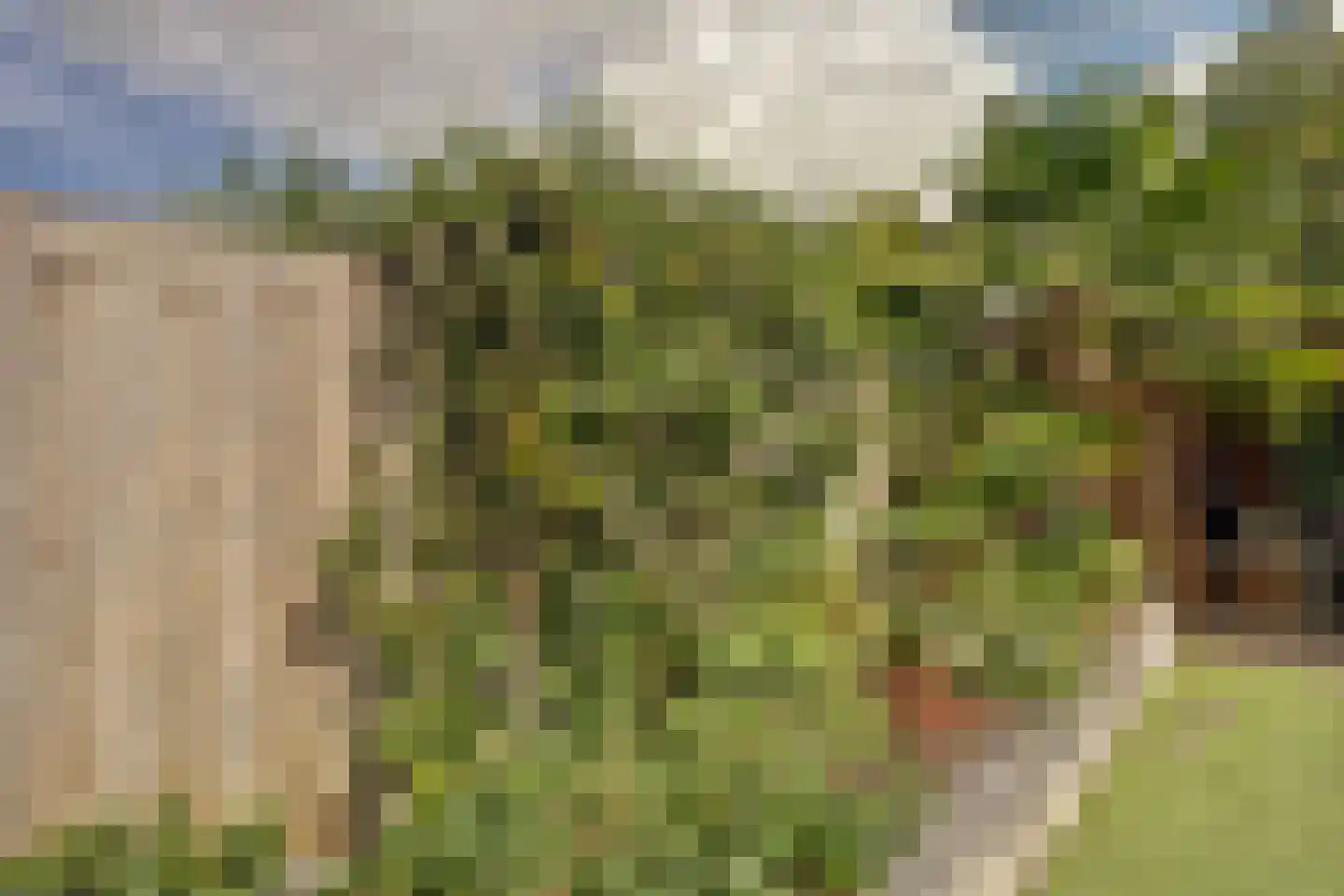 Zuwe 14 Bodegraven thumbnail 30
