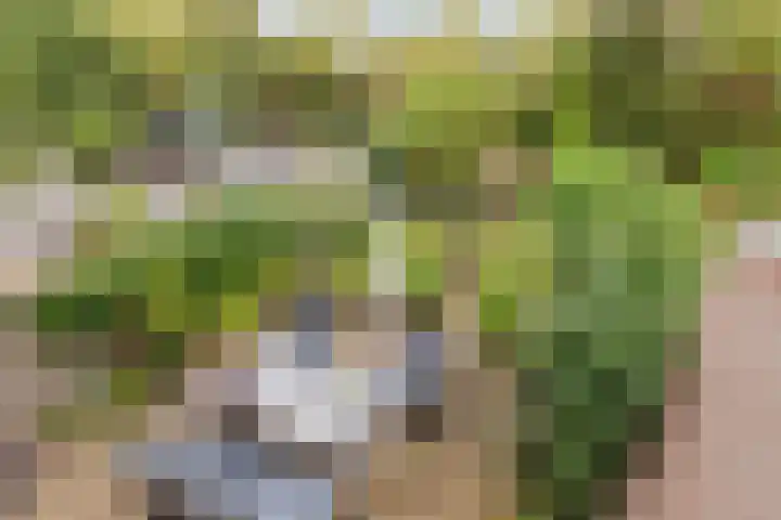 Zuwe 18 Bodegraven thumbnail 36