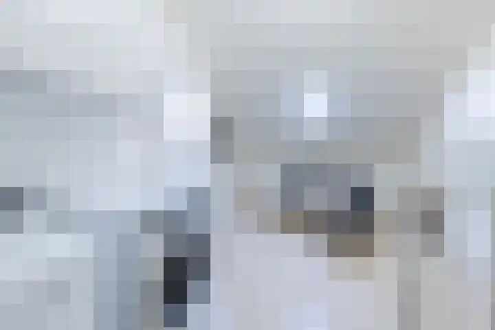 Zuwe 18 Bodegraven thumbnail 44