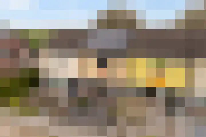 Zw.Kooistraat 38 Stroobos thumbnail 9