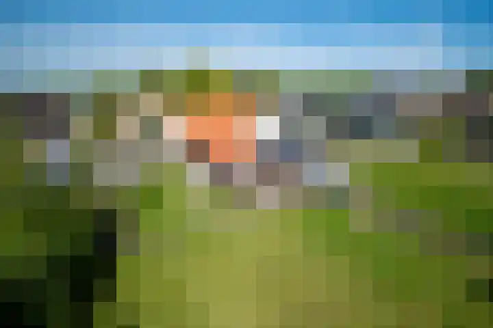 Zwaagdijk 103 Zwaagdijk-Oost thumbnail 58