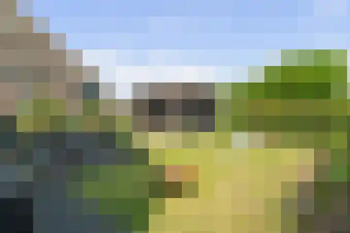 Zwaagdijk 192 Zwaagdijk-Oost thumbnail 5