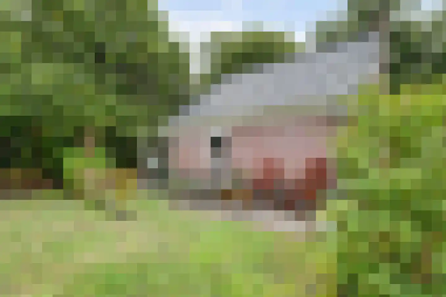 Zwaai 8 Appelscha thumbnail 31