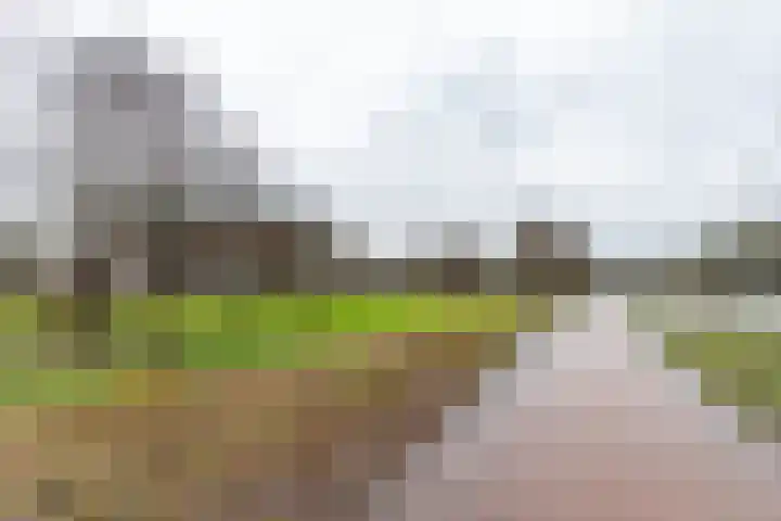 Zwaan 2 Groningen thumbnail 36