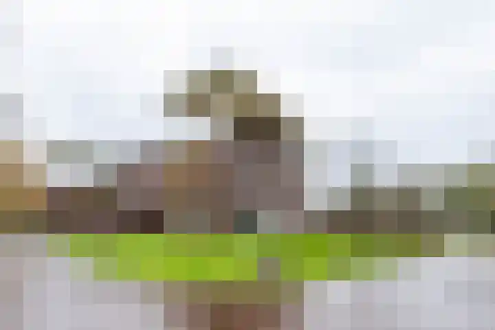 Zwaan 2 Groningen thumbnail 40