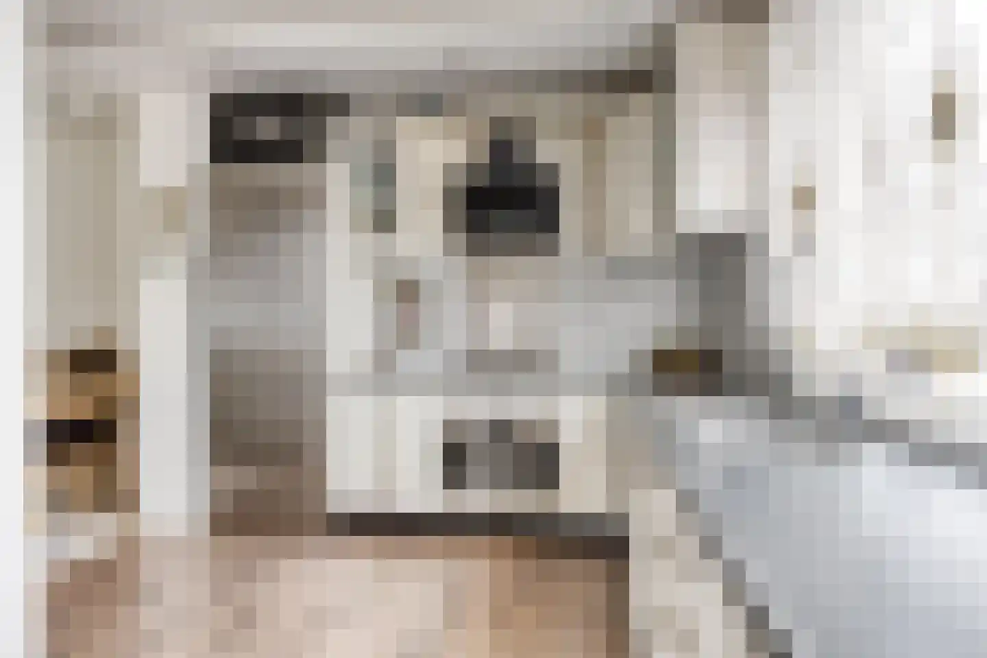Zwaan 21 Zoeterwoude thumbnail 10