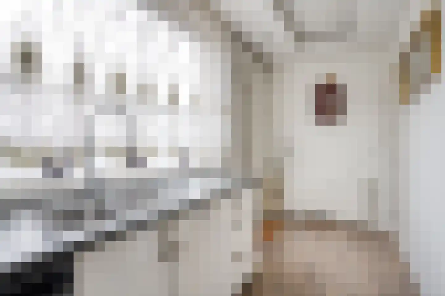 Zwaan 21 Zoeterwoude thumbnail 12