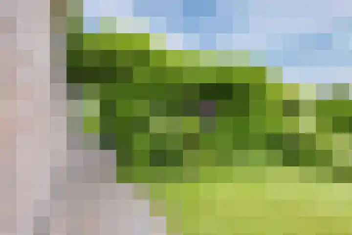 Zwaan 28 Grootegast thumbnail 50