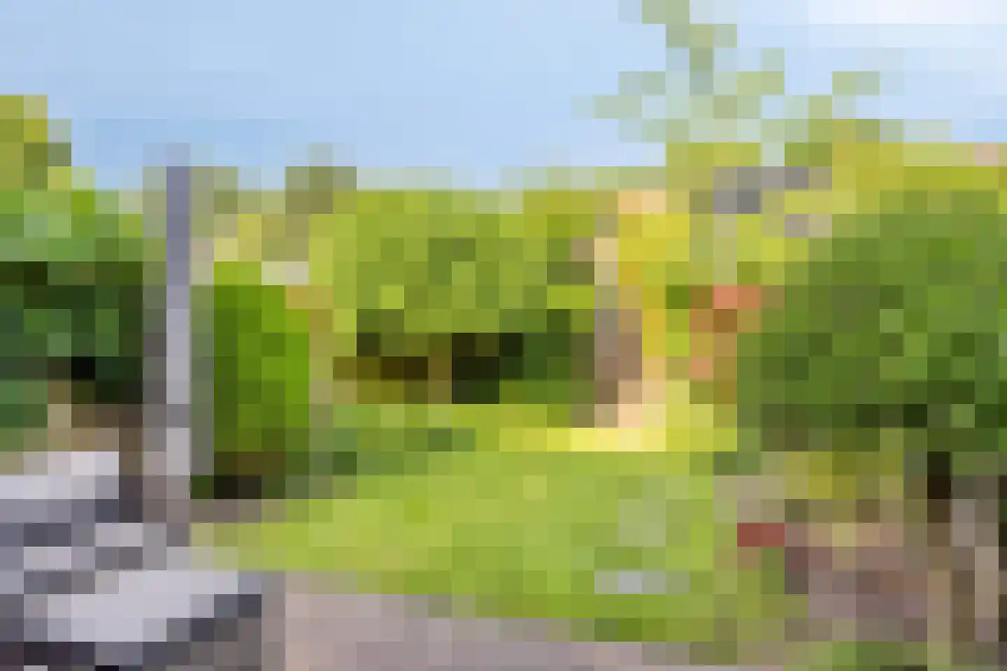 Zwaan 3 Harmelen thumbnail 21