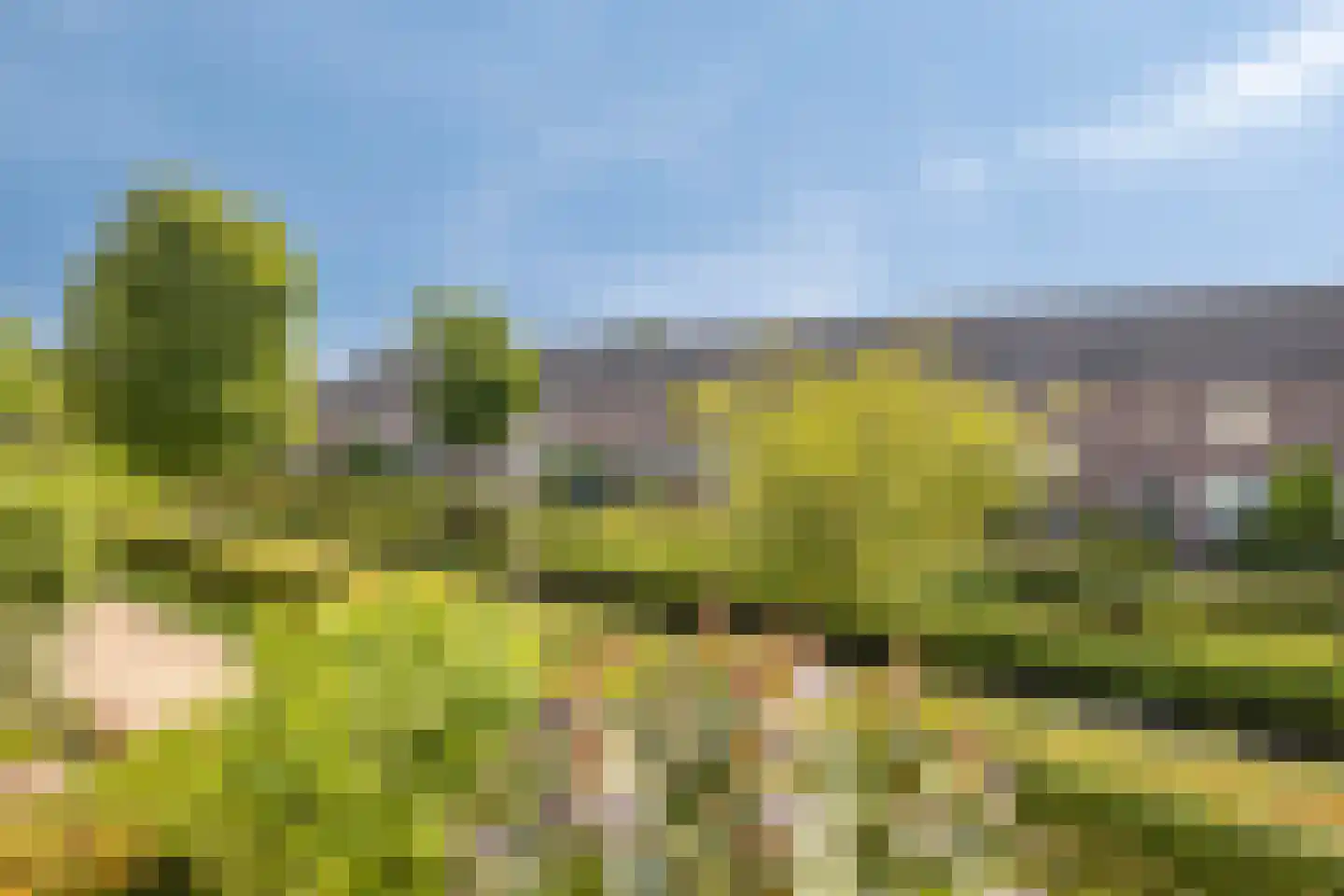 Zwaan 3 Harmelen thumbnail 26