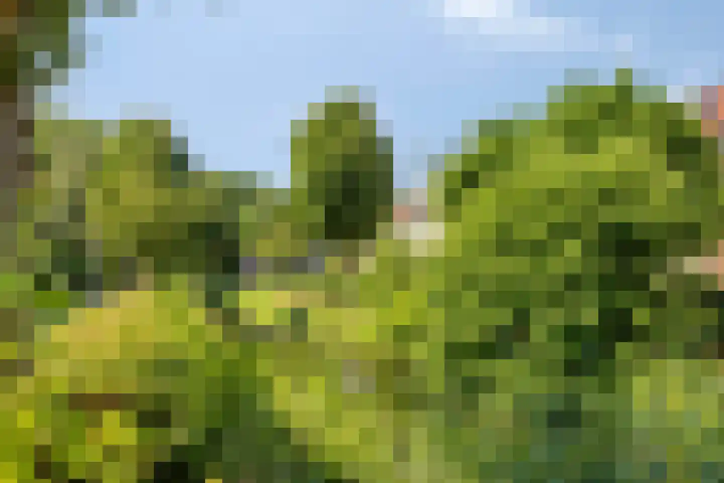 Zwaan 3 Harmelen thumbnail 28