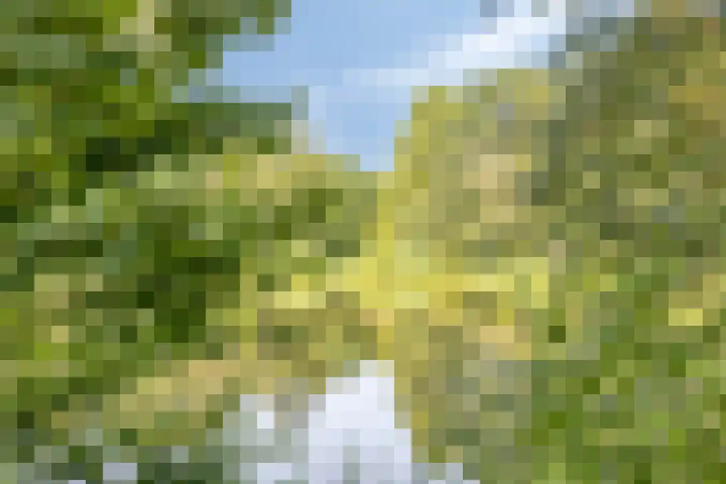 Zwaan 3 Harmelen thumbnail 29
