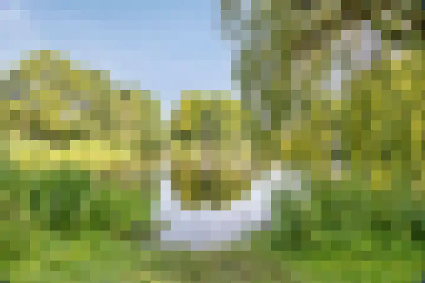 Zwaan 3 Harmelen thumbnail 30