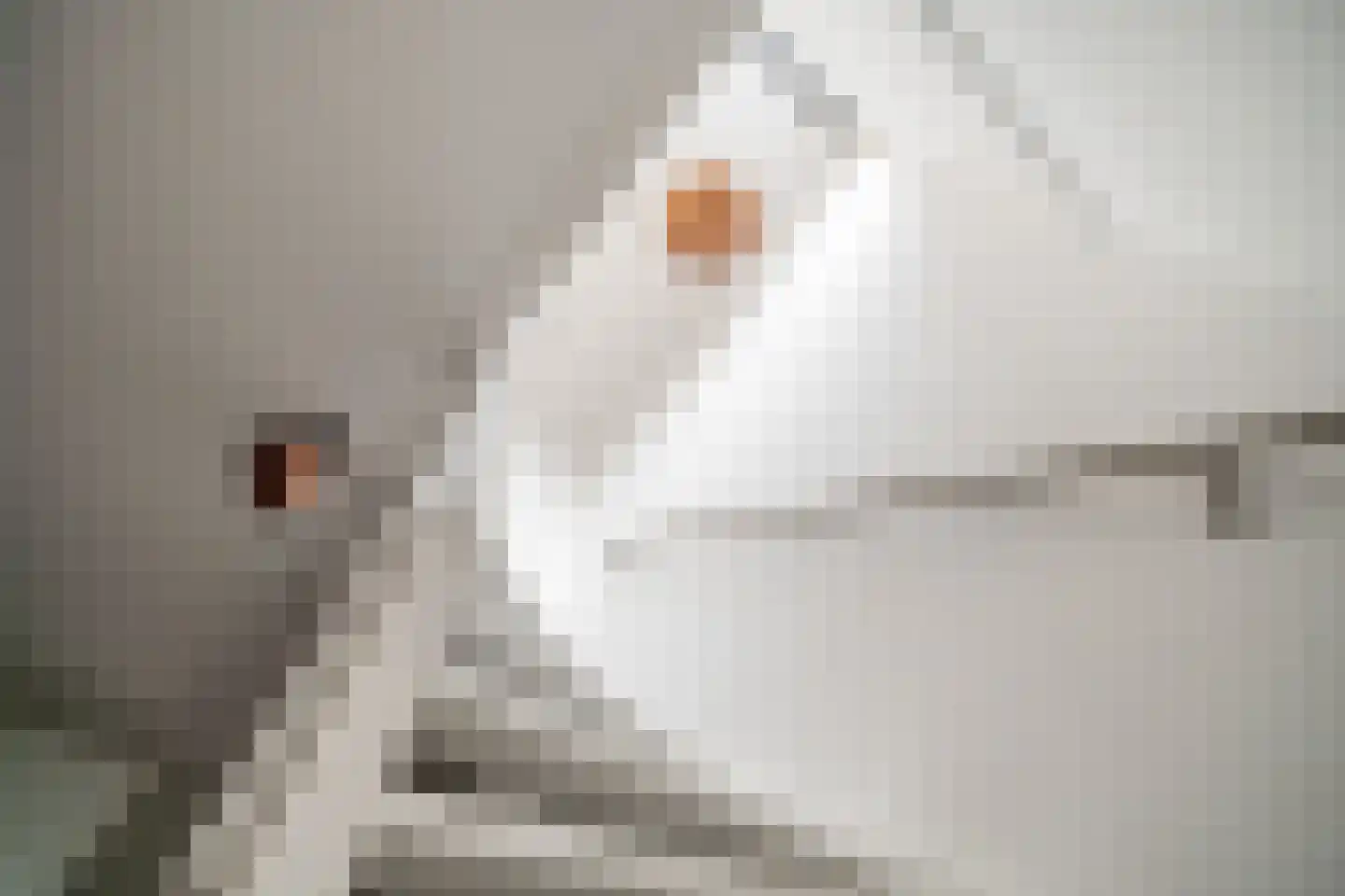 Zwaan 44 Zoeterwoude thumbnail 56