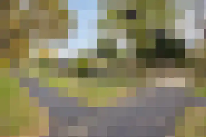 Zwaan 77 Zoeterwoude thumbnail 41