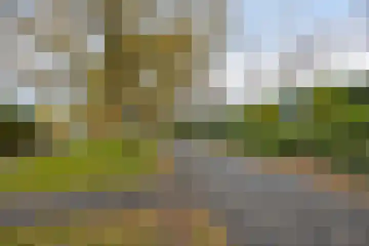 Zwaan 77 Zoeterwoude thumbnail 42