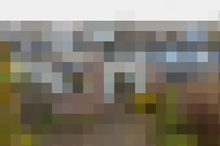Zwaan 8 Mijdrecht thumbnail 26