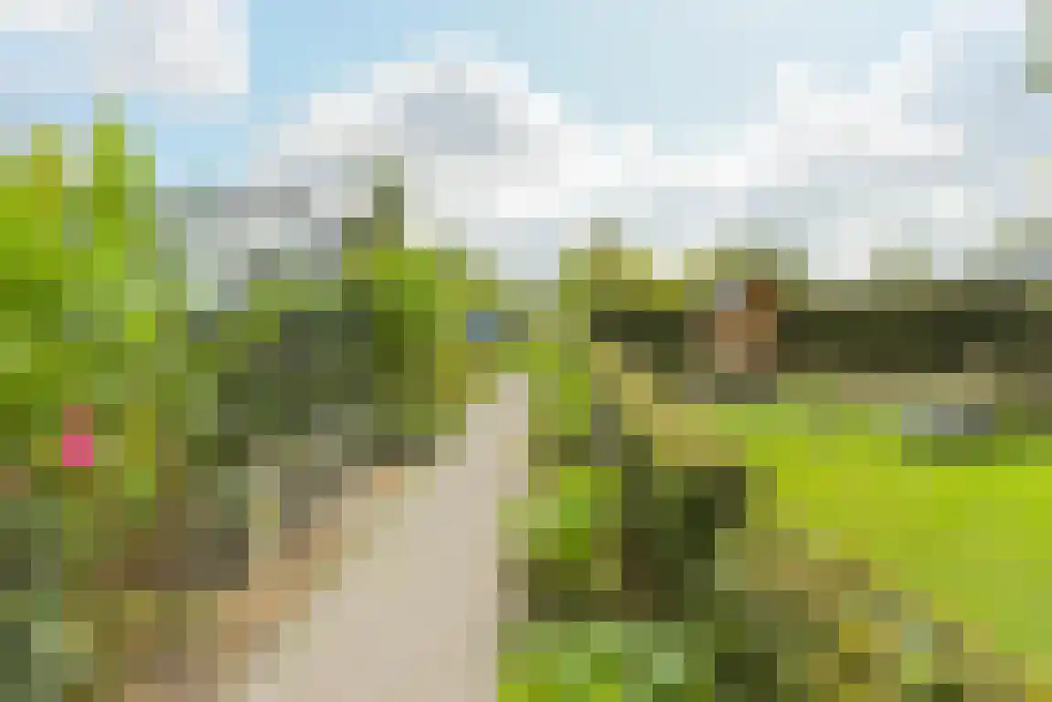 Zwaanen Heike 12 Lottum thumbnail 4