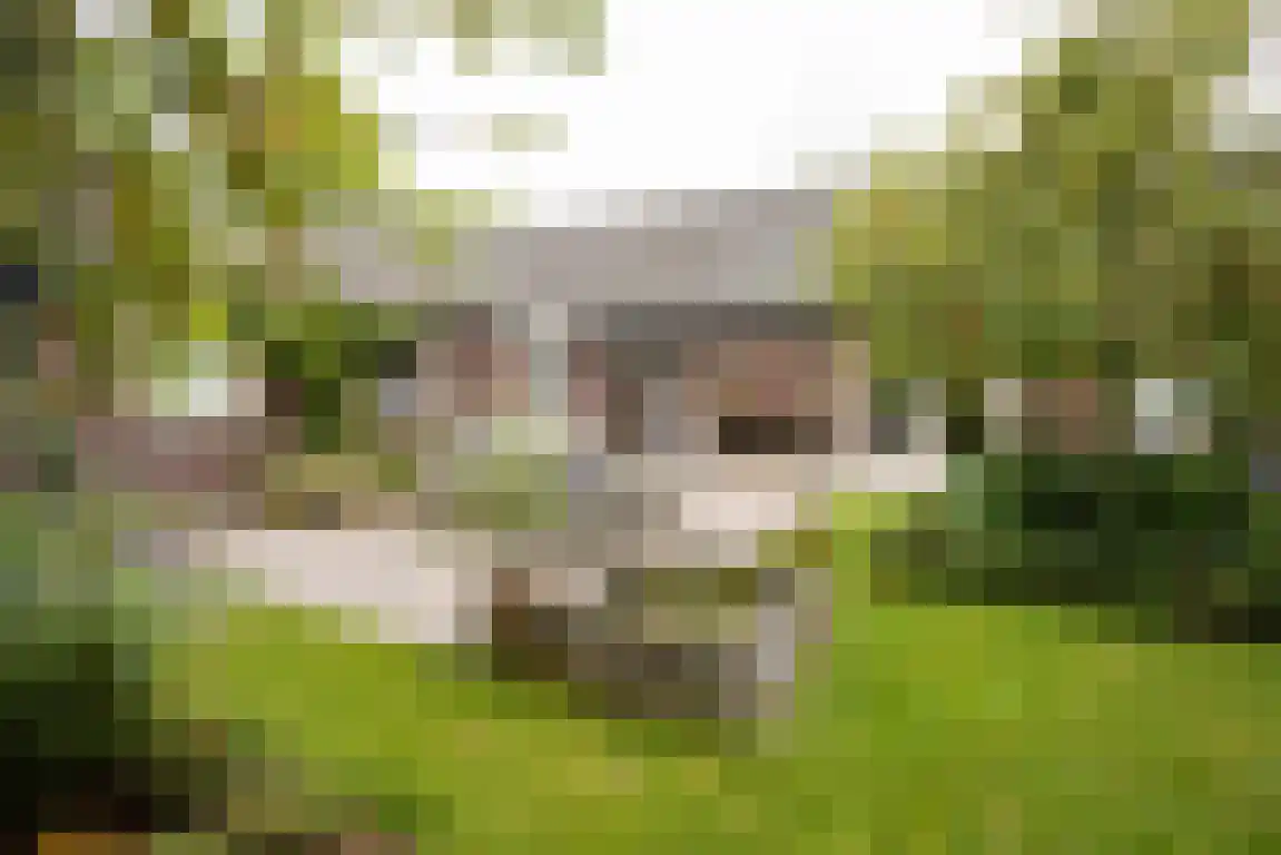 Zwaanen Heike 12 Lottum thumbnail 5