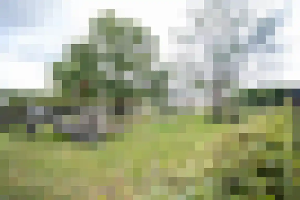 Zwaanen Heike 12 Lottum thumbnail 6