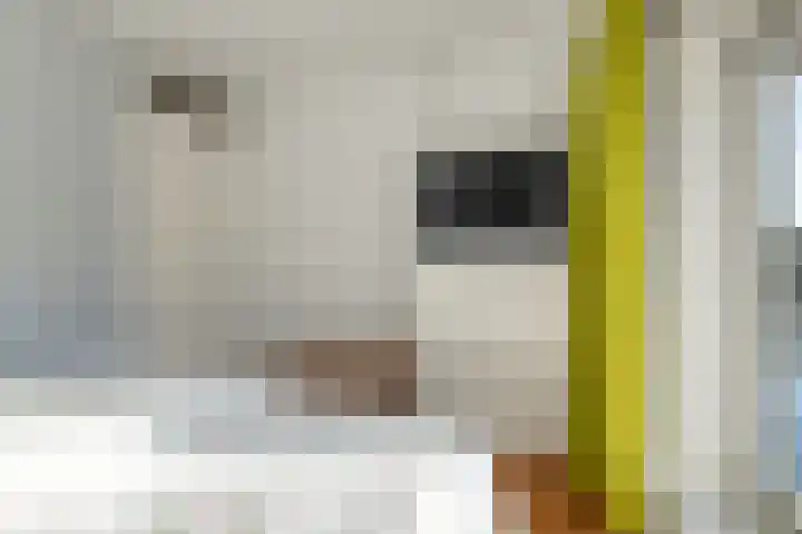 Zwaanstraat 11 Krommenie thumbnail 19