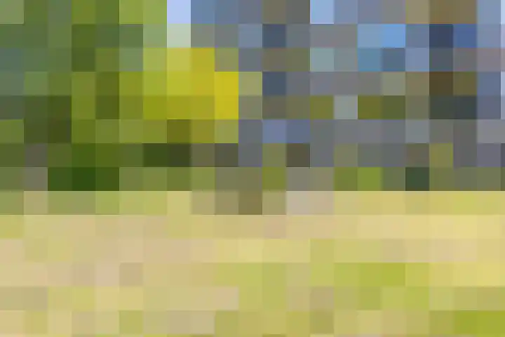 Zwaanstraat 9 Wormerveer thumbnail 31