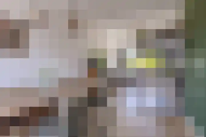 Zwaanstraat 9 Wormerveer thumbnail 9