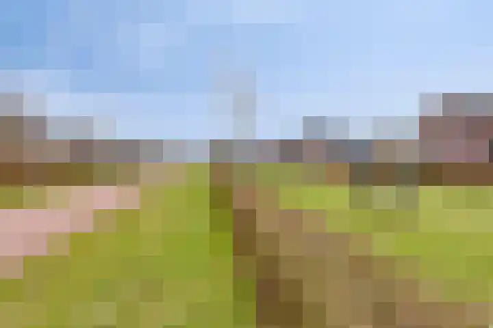 Zwaanvelden 30 Best thumbnail 49