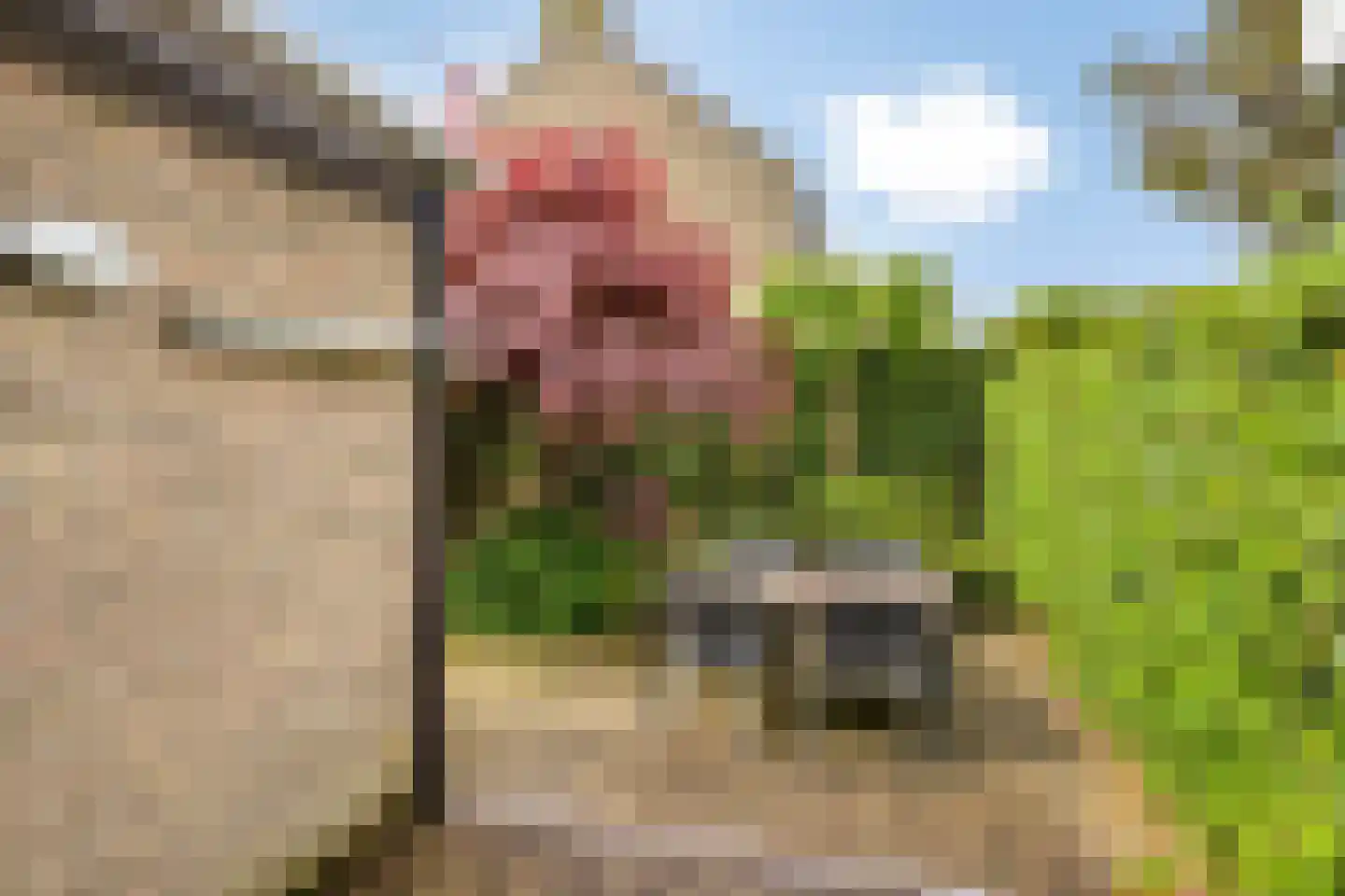 Zwaardvegersdreef 8 Maastricht thumbnail 26