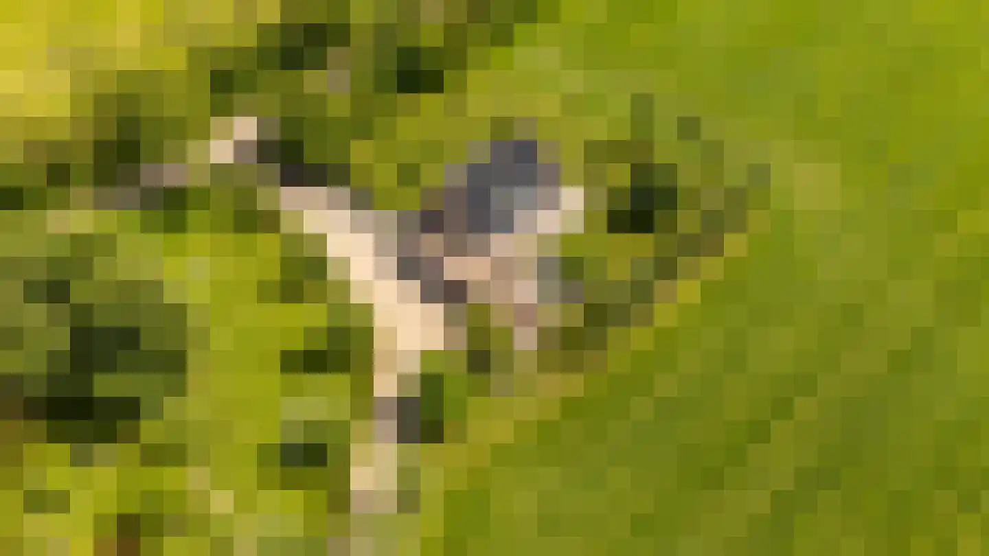 Zwagermanweg 2 Grijpskerke thumbnail 35