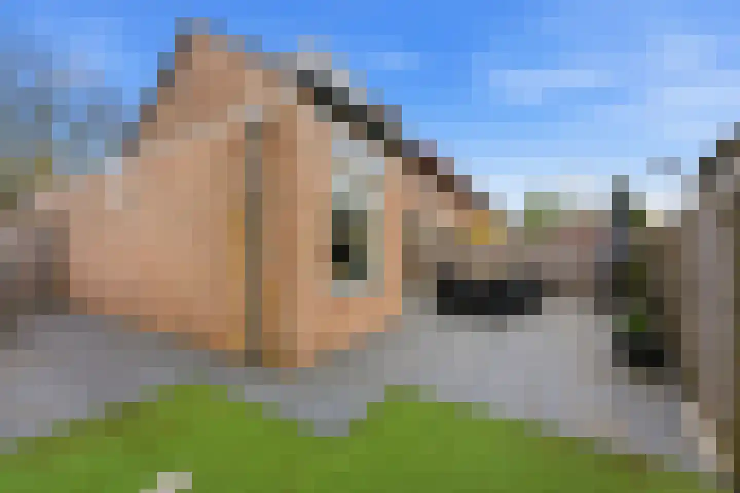 Zwaluw 148 Ridderkerk thumbnail 41