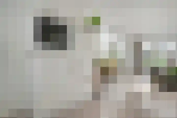Zwaluw 35 Raalte thumbnail 22