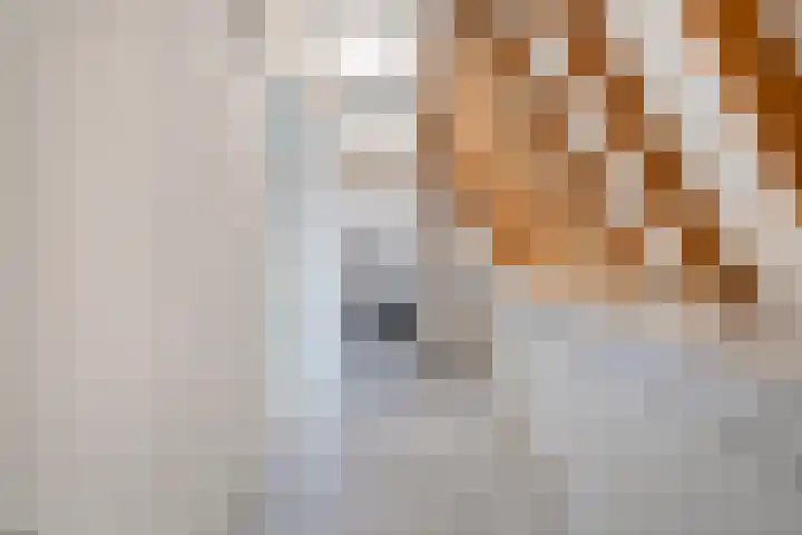 Zwaluw 35 Raalte thumbnail 43