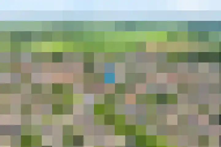 Zwaluw 35 Raalte thumbnail 5